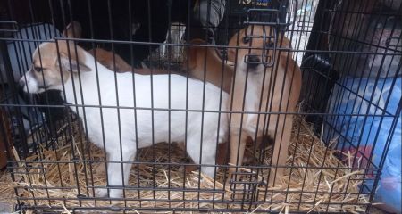 Волонтери вивезли десятки тварин із зони обстрілів на Запоріжжі &ndash; кадри