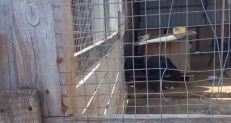 Знов постраждав від обстрілу собачий притулок у Запоріжжі &ndash; одна тварина загинула