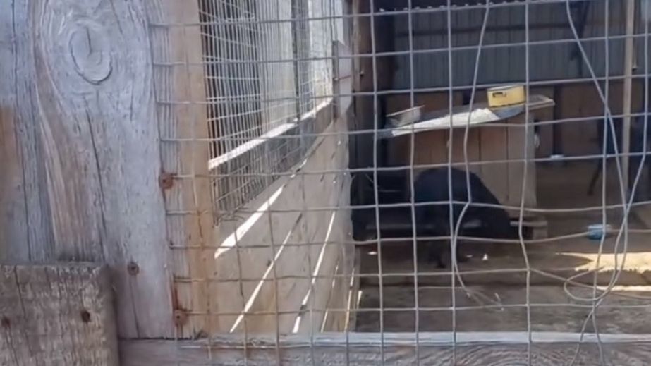 Знов постраждав від обстрілу собачий притулок у Запоріжжі &ndash; одна тварина загинула