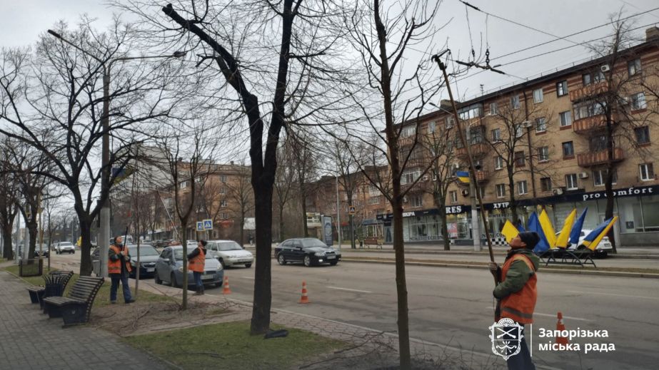 Від Героїв Крут до Донцова: в центрі Запоріжжя масово обрізають дерева