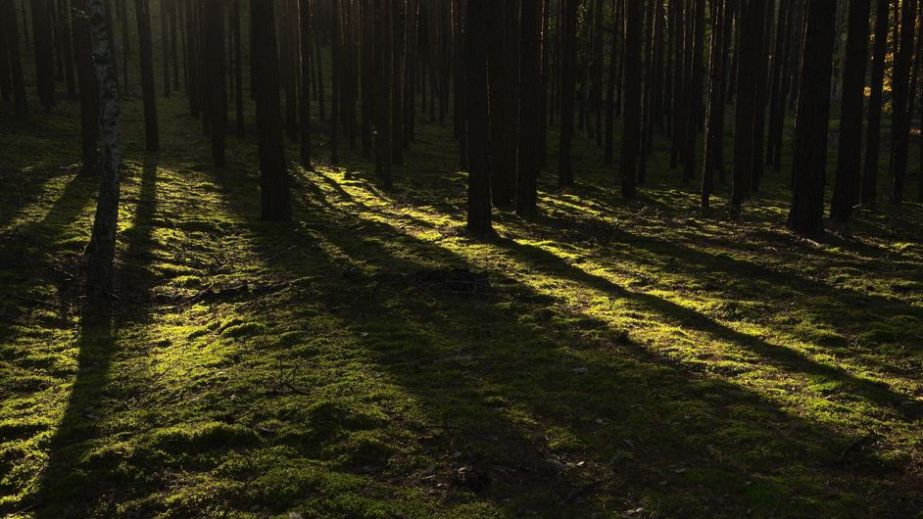 Более 140 га лесов в Запорожском районе передали государству &ndash; подробности