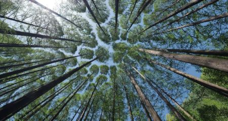 Більш ніж 150 дерев знесуть біля запорізької лікарні для реконструкції: що відомо