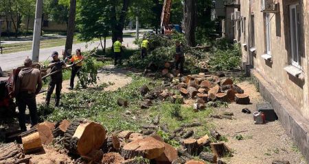 Небезпечні дерева спиляли на чотирьох вулицях Запоріжжя &ndash; локації