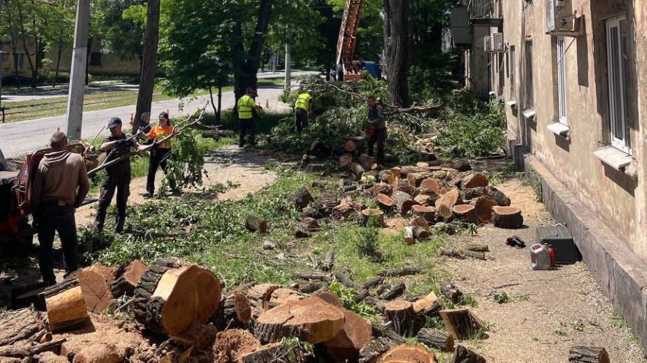 Небезпечні дерева спиляли на чотирьох вулицях Запоріжжя &ndash; локації