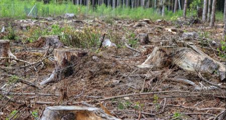 Незаконна вирубка дерев на Запоріжжі: суд задовольнив апеляцію екологів