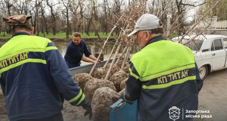Масштабне озеленення: у "Дубовому гаю" в Запоріжжі висадять 100 нових дубів