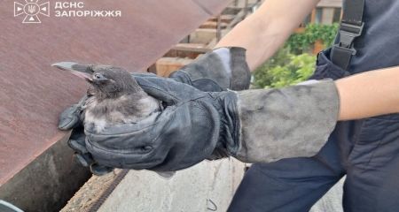 В Запорожье спасатели освободили птицу