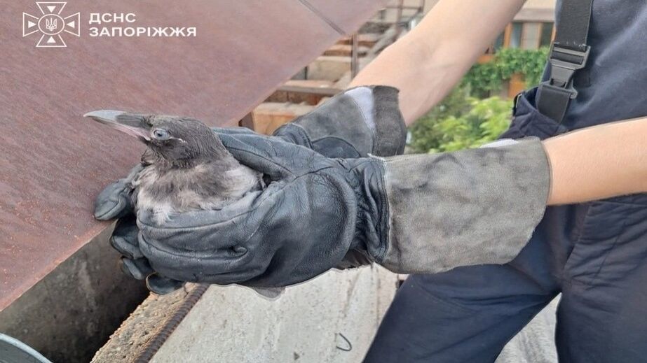 В Запорожье спасатели освободили птицу