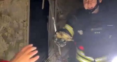 Порятунок черепахи на прізвисько Байрактар з потрощеного дитсадка в Запоріжжі показали надзвичайники
