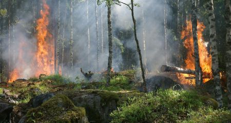 Екстрене попередження: на Запоріжжі оголосили 4 клас пожежонебезпеки