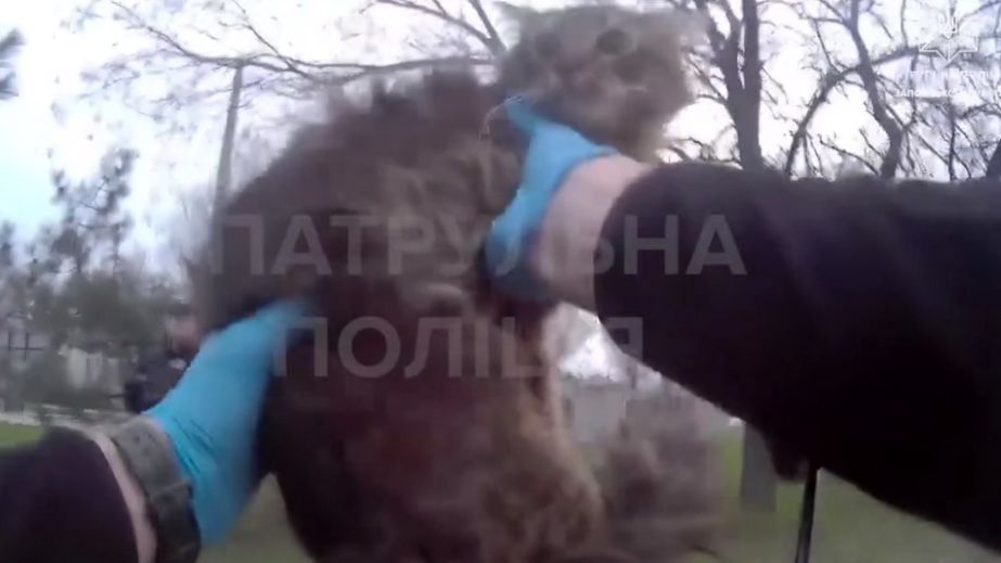 Обреченных на гибель четырехлапых спасли патрульные в Запорожье – подробности