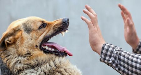 Из-за миграции животных в Запорожье хотят увеличить финансирование ветеринарии