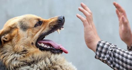 У Запоріжжі чотири дитини постраждали від укусів тварин