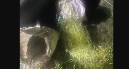 Более 700 тыс. грн. ущерба нанесли запорожские браконьеры масштабным выловом раков