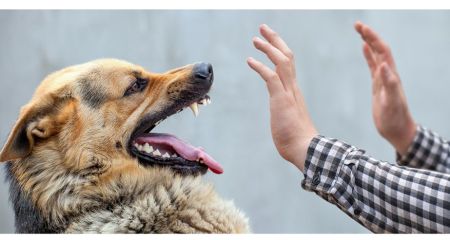 Около 400 детей получили антирабическую помощь в больницах Запорожья после укусов животных