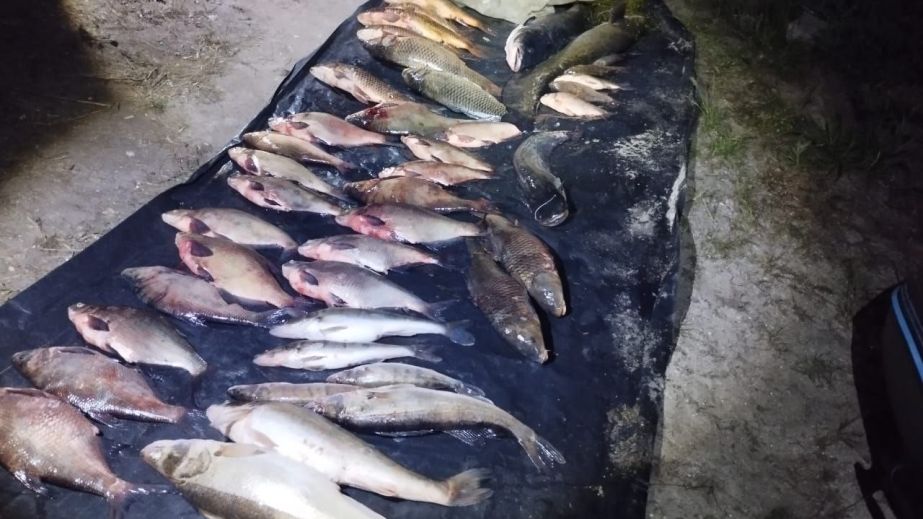 Близько 80 кілограмів риби випущено з браконьєрского садка в річку