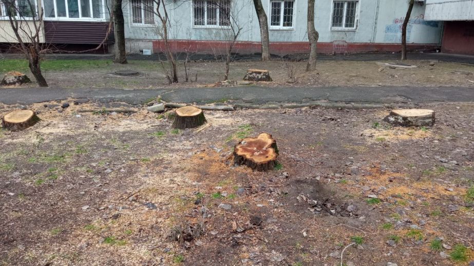 65 аварійних дерев спиляли комунальники Запоріжжя