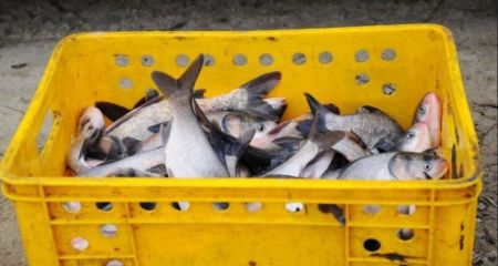 Толстолобы и сомы: в автомобиле запорожца обнаружили 80 кг рыбы