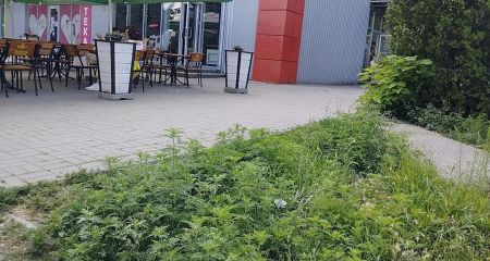 Півтора гектара амброзії зростає в одному з районів Запоріжжя
