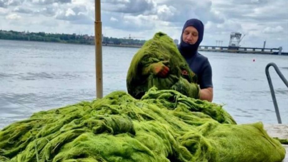 800 кг водоростей щодня вилучають з води біля запорізьких пляжів