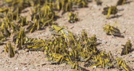 Науковці визначили причини нашестя сарани на Запоріжжі