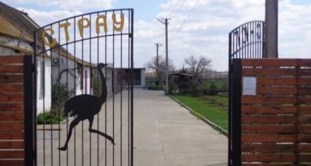 На страусиной ферме на оккупированном Запорожье животные едва выживают
