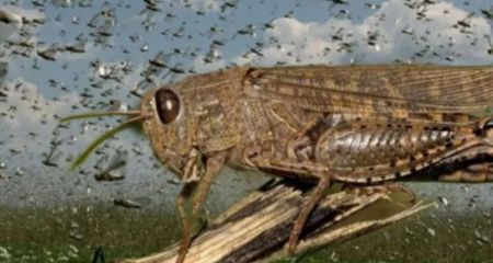 Нова навала сарани загрожує окупованій частині Запорізької області – деталі