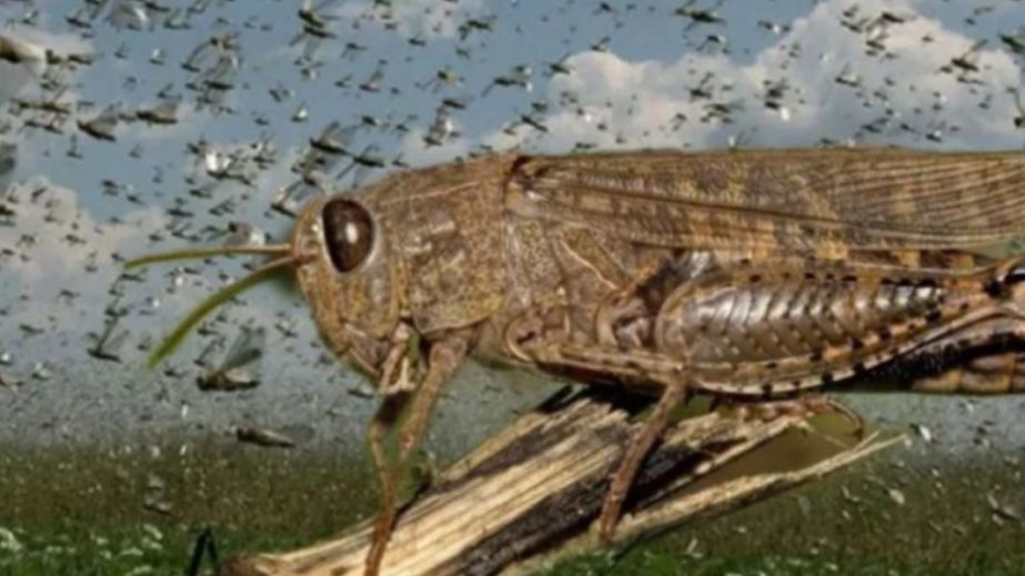 Новое нашествие саранчи грозит оккупированной части Запорожской области – детали