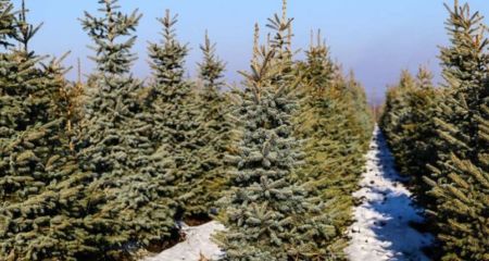 Предусмотрены штрафы: в Запорожье усиливают защиту сосен и елок