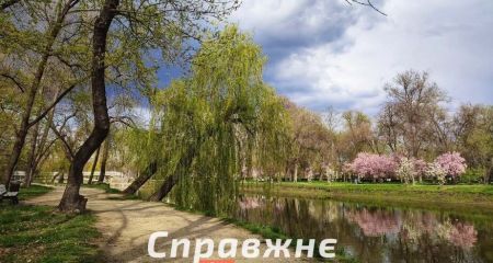 У запорізькому парку "Дубовий гай" масово висихають дерева
