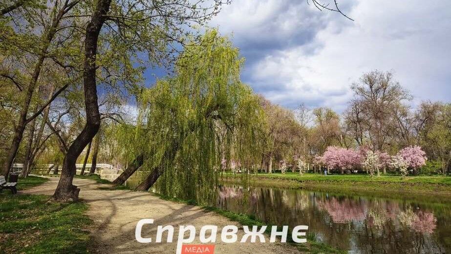 У запорізькому парку "Дубовий гай" масово висихають дерева