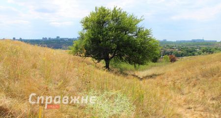 Красота и раны заповедного острова в Запорожье: как выглядит июльская Хортица