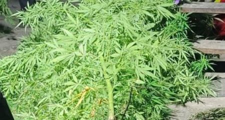 На городик із коноплями випадково "наштовхнулися" патрульні у Запоріжжі