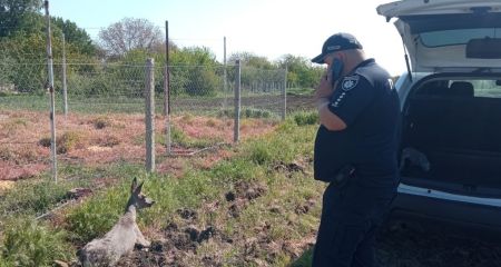 Обессиленному дикому животному помогли запорожские полицейские – кадры спасения