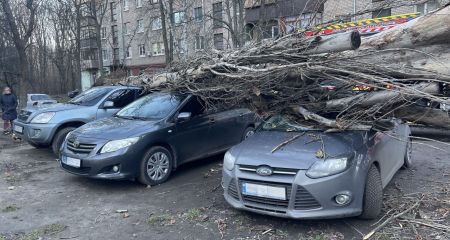 У Запоріжжі стара тополя впала на припарковані авто – кадри