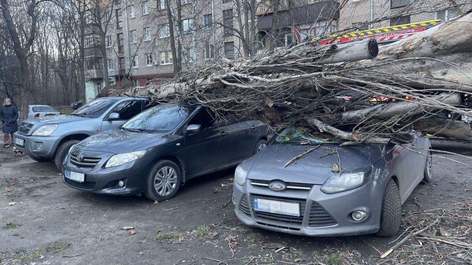 В Запорожье старый тополь упал на припаркованные авто – кадры