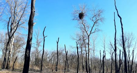Родина орланів-білохвостів виводить потомство на згарищі Хортиці