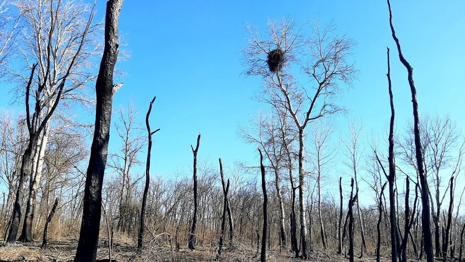 Родина орланів-білохвостів виводить потомство на згарищі Хортиці