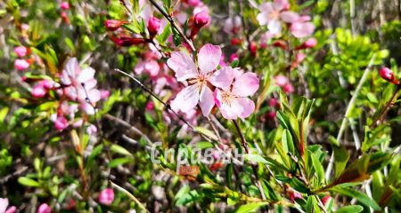 Хортица оделась в пестрые цветы &ndash; кадры разноцветия