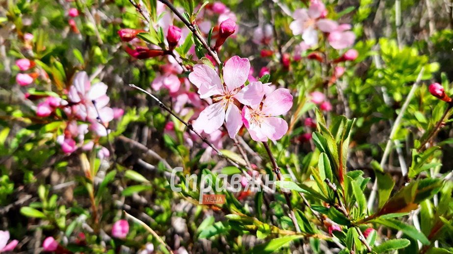 Хортица оделась в пестрые цветы &ndash; кадры разноцветия