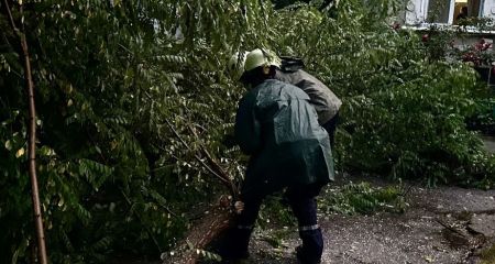 Ненастье валило деревья в Запорожье – кадры