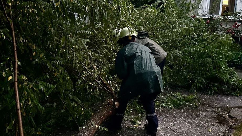 Ненастье валило деревья в Запорожье – кадры