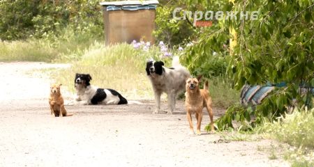 С кастрюлей – под обстрелы, чтобы накормить животных: истории из Орехова