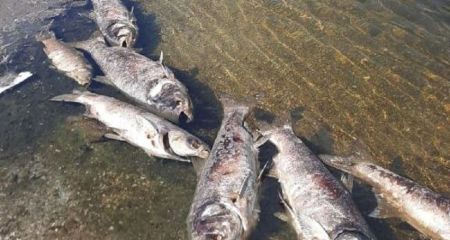 Причини загибелі риби у Дніпрі з’ясовують запорізькі екологи
