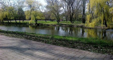 В запорожской "Дубовке" снова погиб лебедь – причина