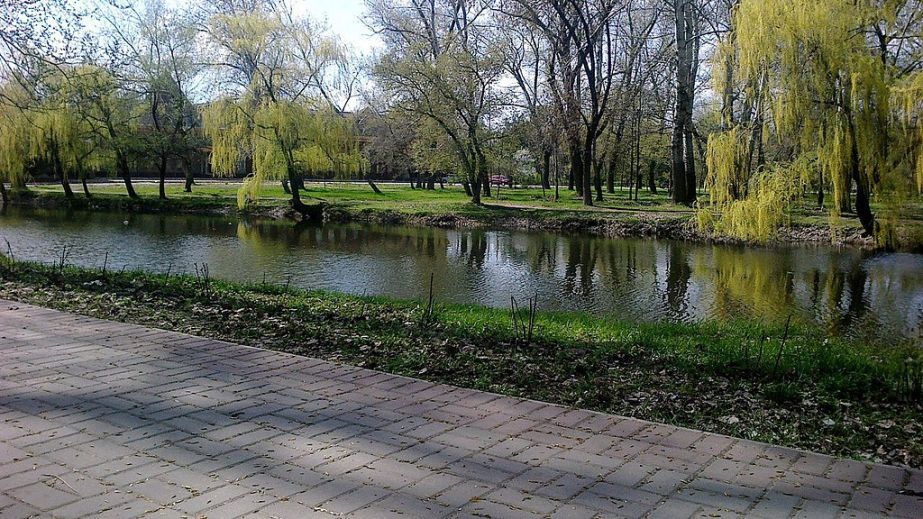 У запорізькій "Дубовці" знову загинув лебідь – причина