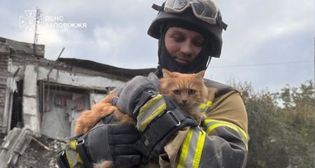 В Запорожье спасатели достали кота из-под завалов дома