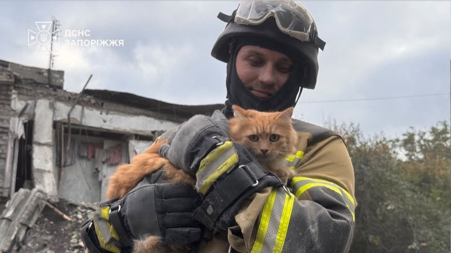 В Запорожье спасатели достали кота из-под завалов дома