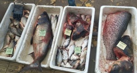 Промисловий вилов і продаж риби перевіряють на Запоріжжі