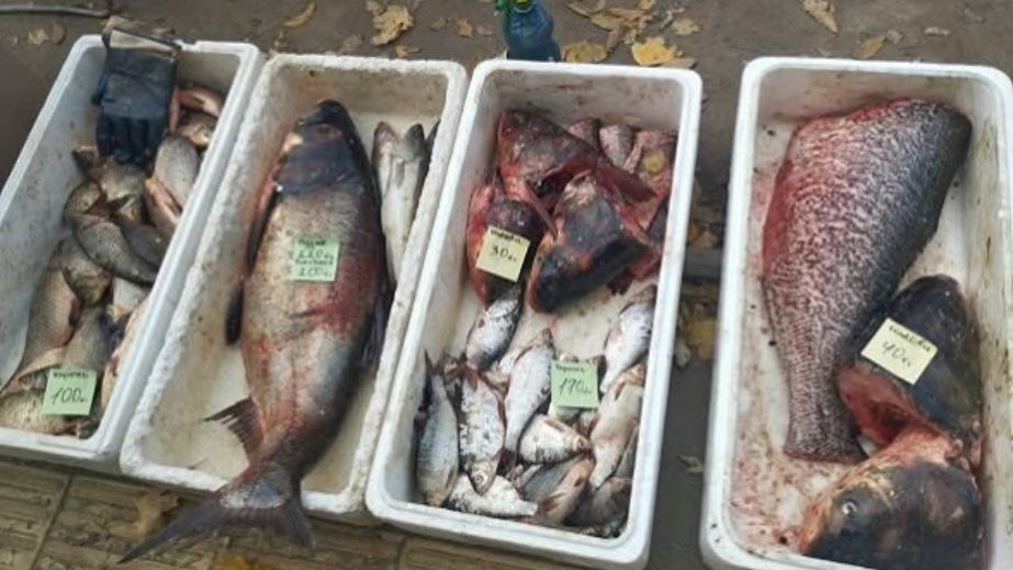 Промисловий вилов і продаж риби перевіряють на Запоріжжі